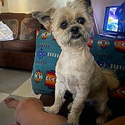 Benny joined the competition — help win amazing prizes! dog, small_dog, pet, indoor, living_room, sofa, blanket, person, leg, furniture, television, curious, alert, cute, fluffy, brown, white, patterned, cozy, home