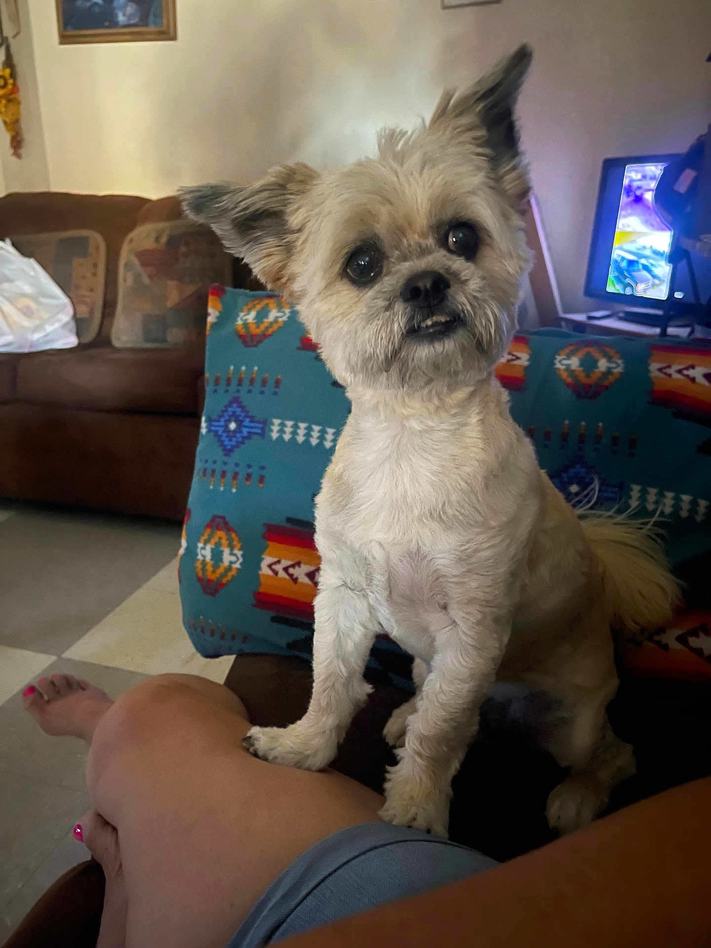 Benny joined the competition — help win amazing prizes! dog, small_dog, pet, indoor, living_room, sofa, blanket, person, leg, furniture, television, curious, alert, cute, fluffy, brown, white, patterned, cozy, home