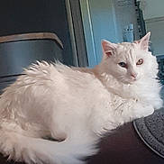 Zoé a rejoint le concours — aidez-le/la à gagner de superbes lots ! animal, cat, closeup, cozy, curious, cute, domestic, eye_color, feline, fluffy, furniture, heterochromia, household, indoor, lounging, mirror, pet, portrait, relaxed, white_cat