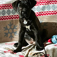 Arya participe au concours pour gagner de l'argent avec cette photo : puppy, dog, black_dog, pet, indoors, blanket, toy, sunlight, cozy, cute, animal, sitting, heart_pattern, snowflake_pattern, collar, tag, plant, leaf, furniture, relaxation