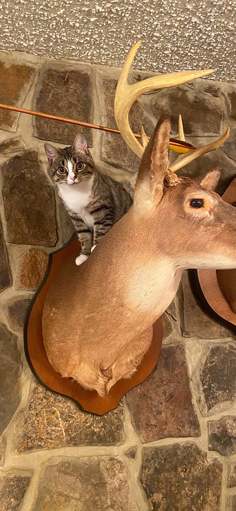 Stella joined the competition — help win amazing prizes! antler, art, cat, deer, fawn, felidae, fur, horn, metal, paw, sculpture, small_to_medium_sized_cats, snout, tail, terrestrial_animal, whiskers, wildlife, window, wood, working_animal