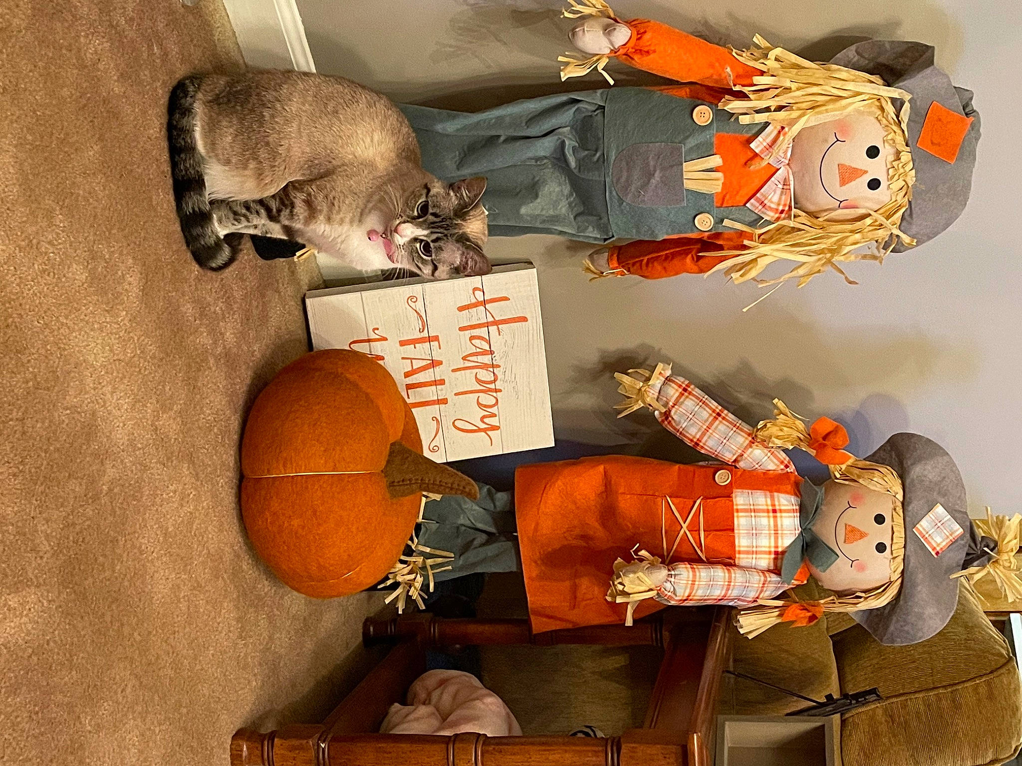 Luna is registered to the contest to win money with this photo: art, calabaza, cucurbita, fiction, gourd, hat, headgear, musical_instrument, natural_foods, orange, plush, pumpkin, room, still_life, stuffed_toy, teddy_bear, toy, trick_or_treat, visual_arts, winter_squash