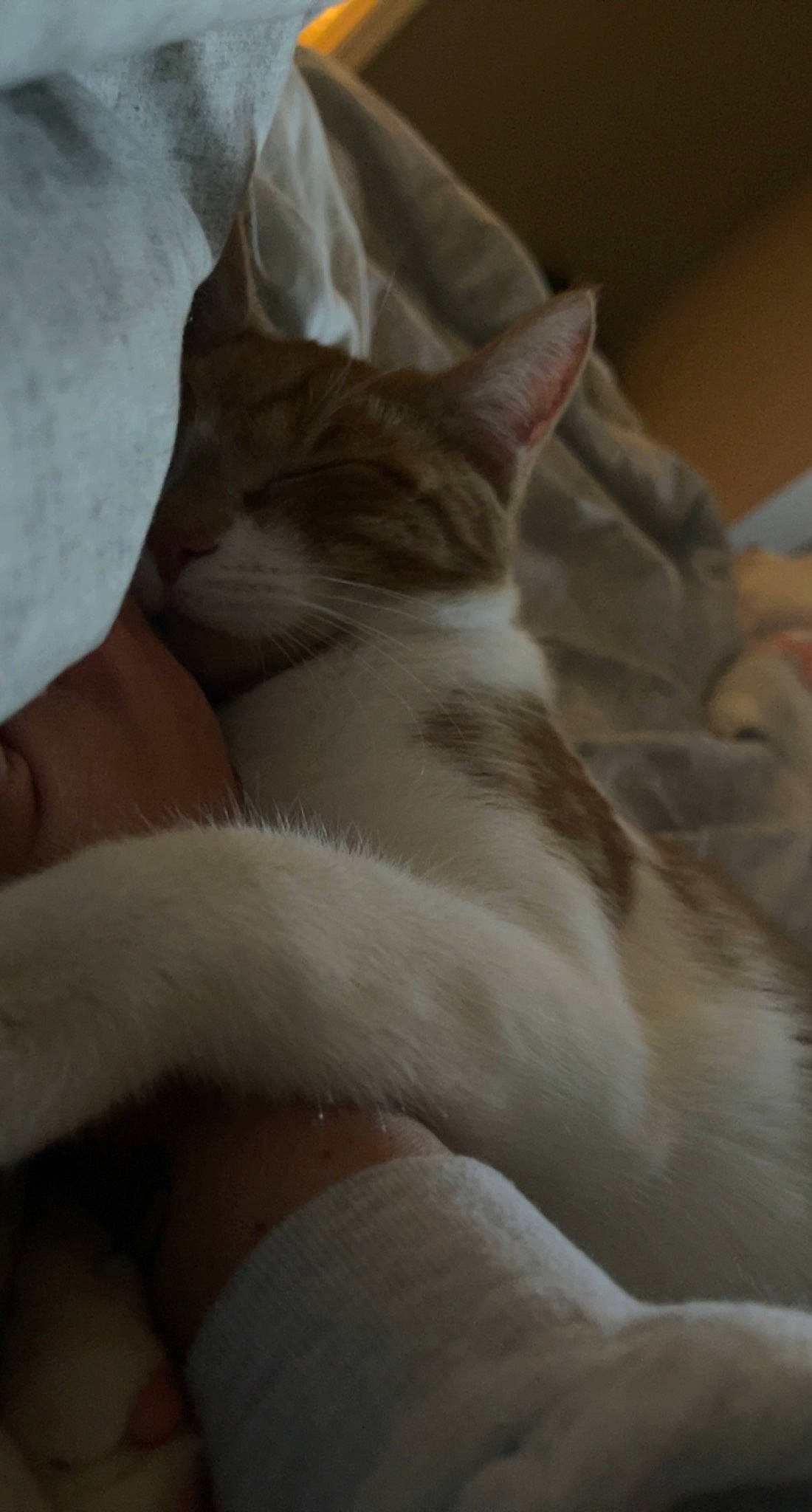 Neyland is registered to the contest to win money with this photo: bed, bed_sheet, bedding, carnivore, cat, comfort, domestic_short_haired_cat, fawn, felidae, foot, fur, human_leg, linens, nap, paw, sleep, small_to_medium_sized_cats, tail, whiskers, wood