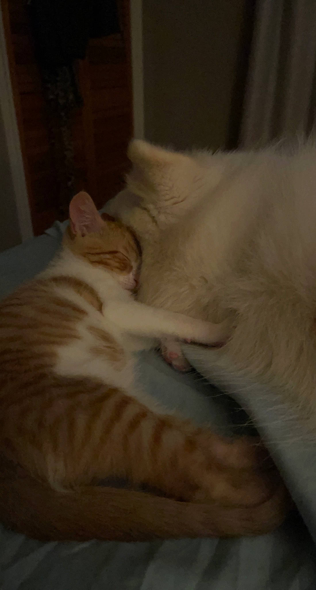 Neyland is registered to the contest to win money with this photo: bed, carnivore, cat, claw, comfort, domestic_short_haired_cat, fang, fawn, felidae, fur, hardwood, nap, paw, room, sleep, small_to_medium_sized_cats, snout, tail, whiskers, wood