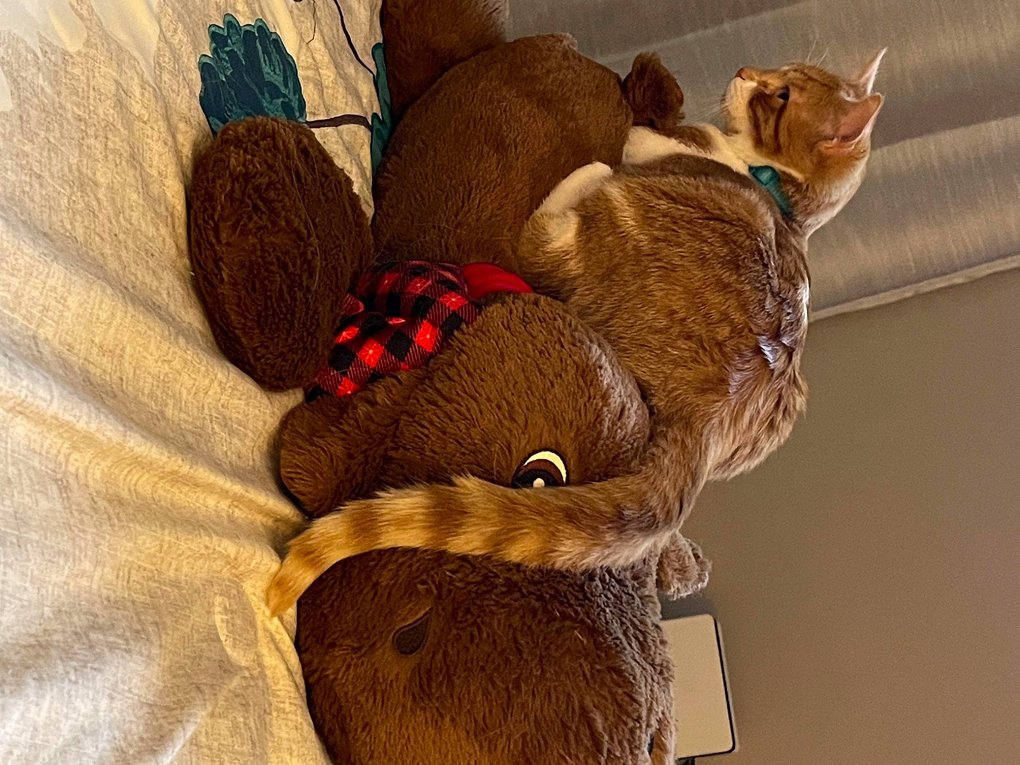 Neyland is registered to the contest to win money with this photo: carmine, comfort, couch, fashion_accessory, fawn, felidae, fur, gesture, glove, headgear, human_leg, jewellery, linens, natural_material, peach, sleeve, stuffed_toy, wood, wool, wrist