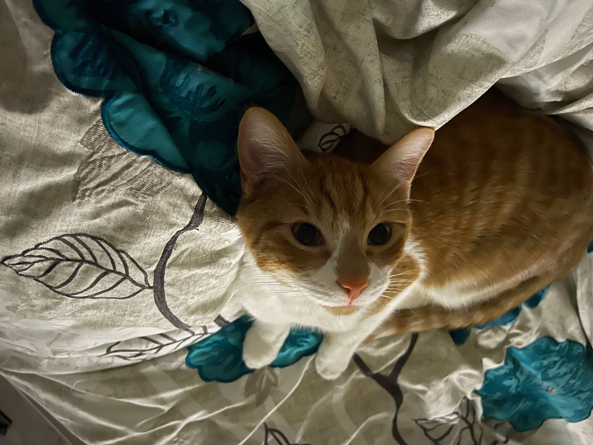 Neyland is registered to the contest to win money with this photo: carnivore, cat, claw, collar, comfort, domestic_short_haired_cat, electric_blue, fashion_accessory, fawn, felidae, fur, linens, pattern, paw, sleeve, small_to_medium_sized_cats, tail, whiskers