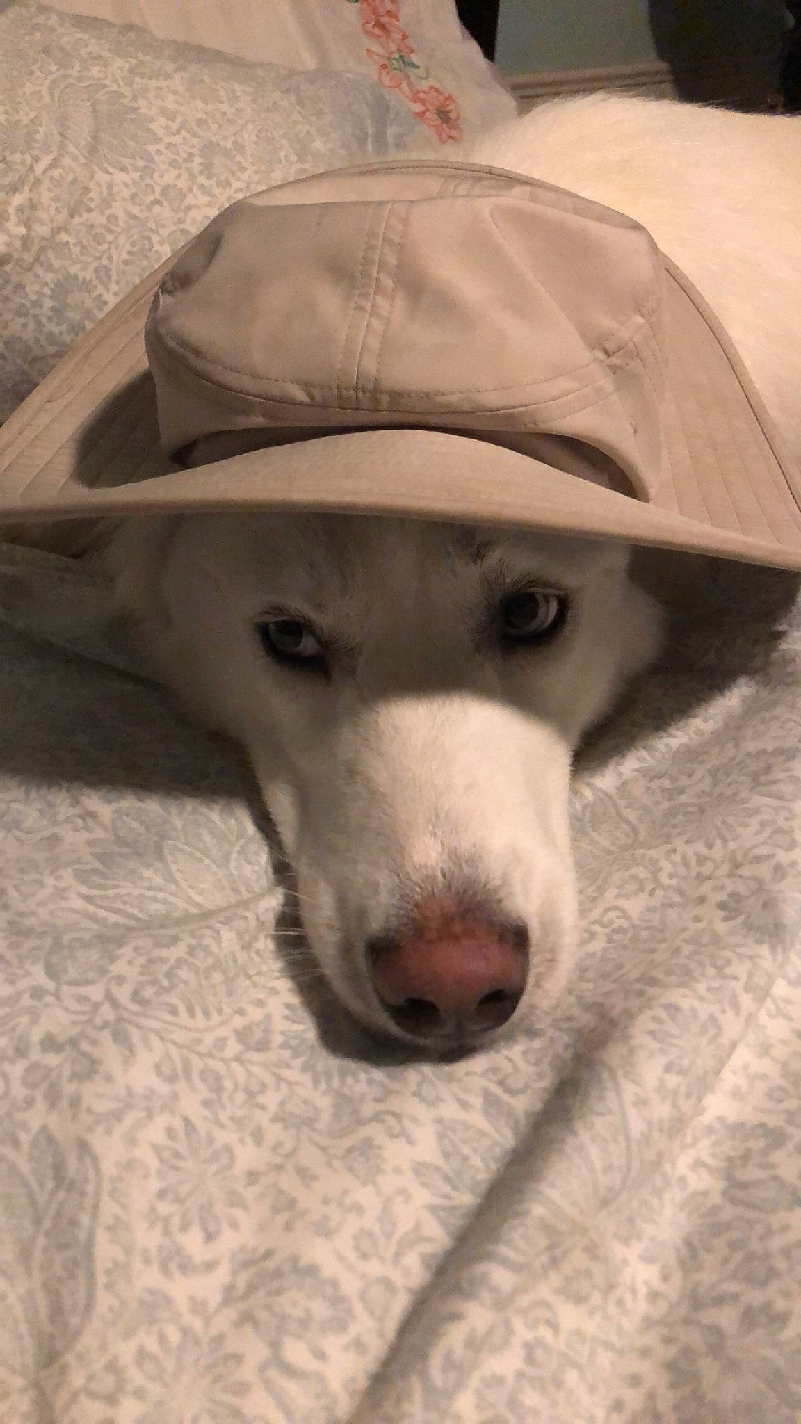 Aria is registered to the contest to win money with this photo: canidae, carnivore, companion_dog, cowboy_hat, dog, dog_breed, eye, fashion_accessory, fedora, fur, hat, head, helmet, jaw, snout, sporting_group, sun_hat, whiskers, wood, working_animal