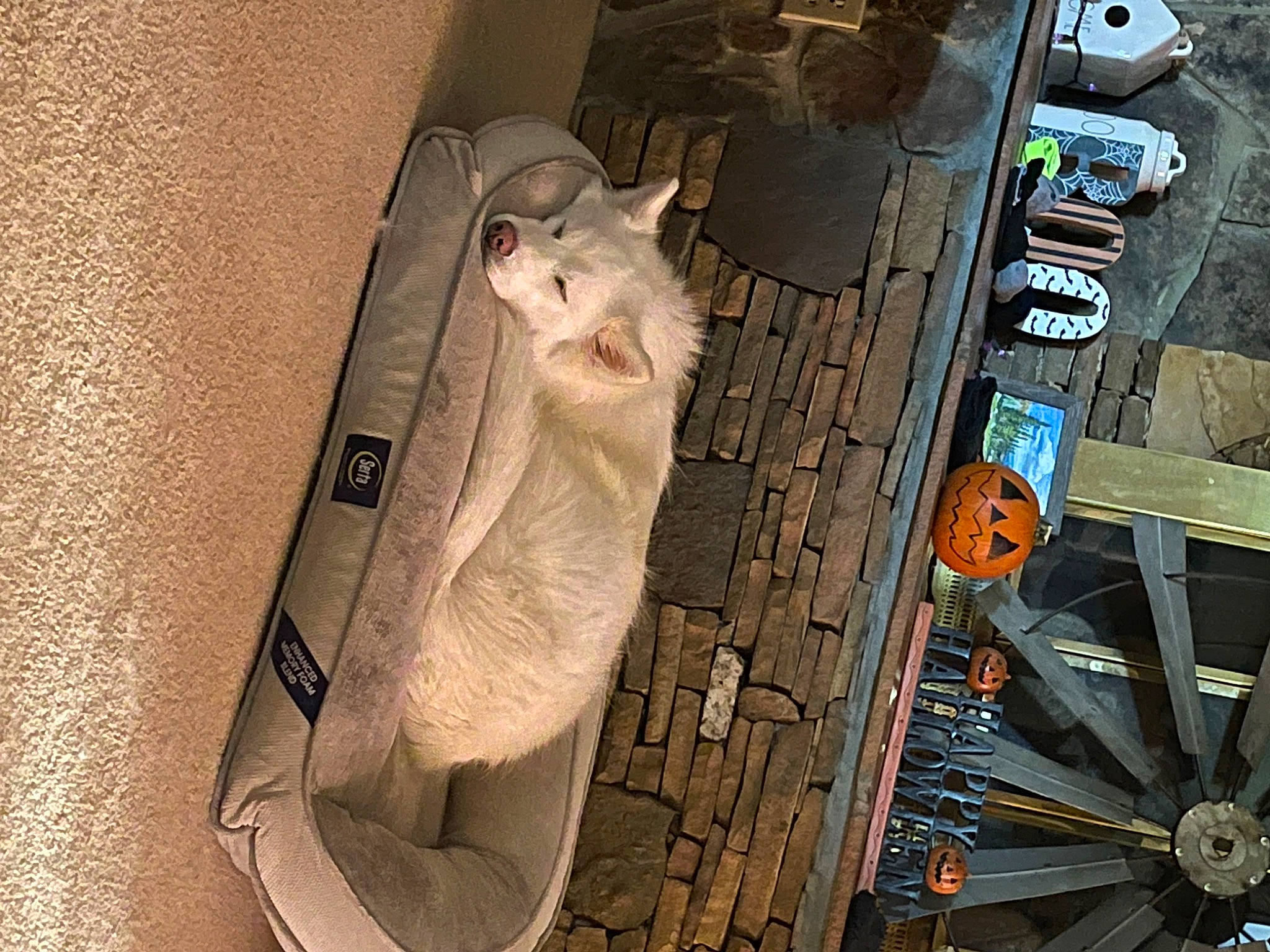 Aria joined the competition — help win amazing prizes! carnivore, cat, domestic_short_haired_cat, felidae, fur, metal, mustelidae, paw, small_to_medium_sized_cats, tail, vehicle, whiskers, wood