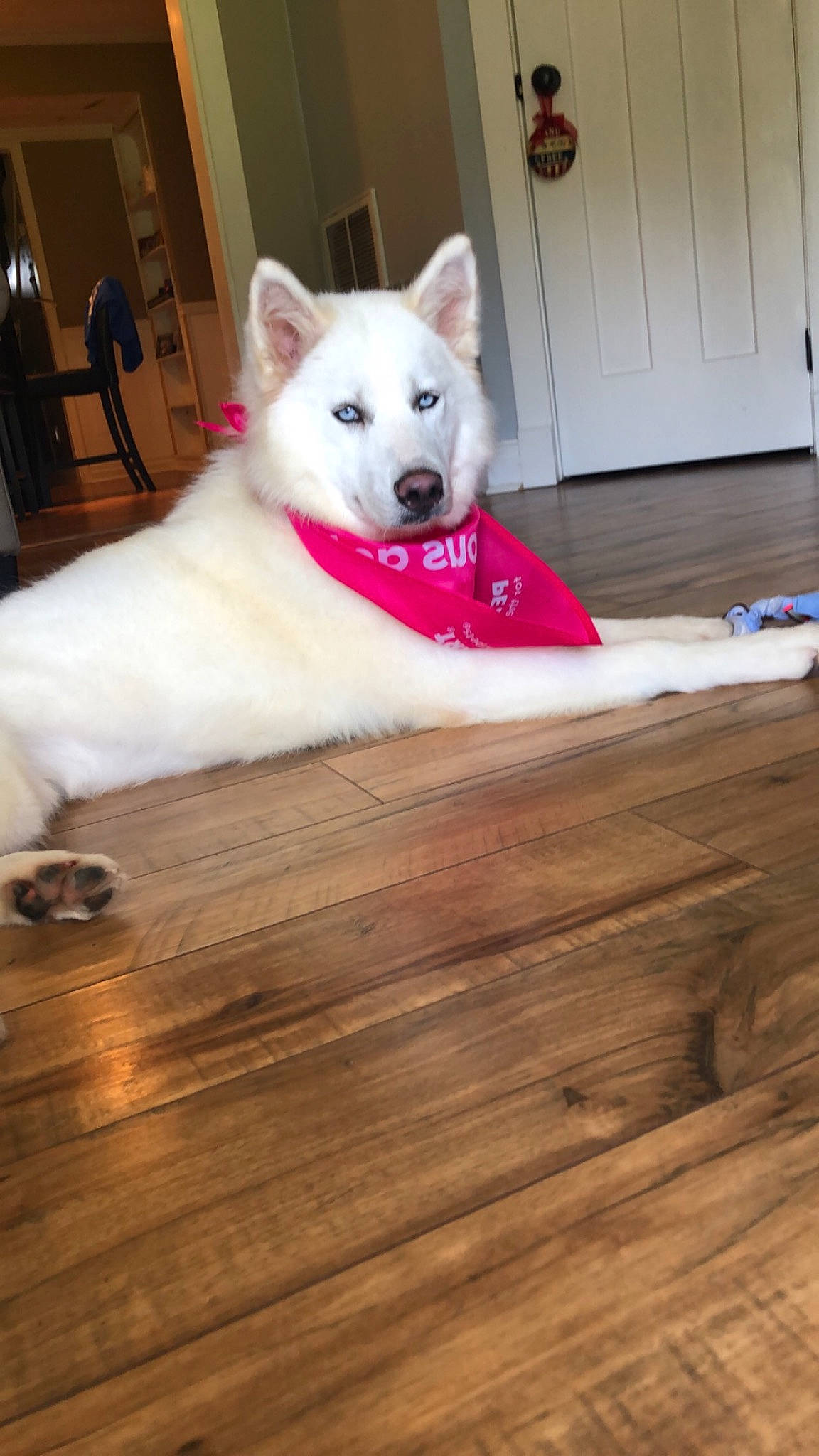 Aria joined the competition — help win amazing prizes! cabinetry, carnivore, companion_dog, dog, dog_breed, fawn, flooring, fur, hardwood, houseplant, laminate_flooring, plank, snout, sporting_group, stairs, tree, wood, wood_flooring, wood_stain, working_animal