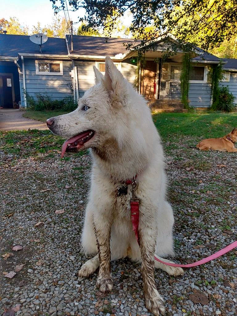 Aria joined the competition — help win amazing prizes! canidae, canis, carnivore, collar, companion_dog, dog, dog_breed, fang, fur, house, non_sporting_group, plant, sky, sporting_group, tail, tree, window, wolf, working_animal, working_dog