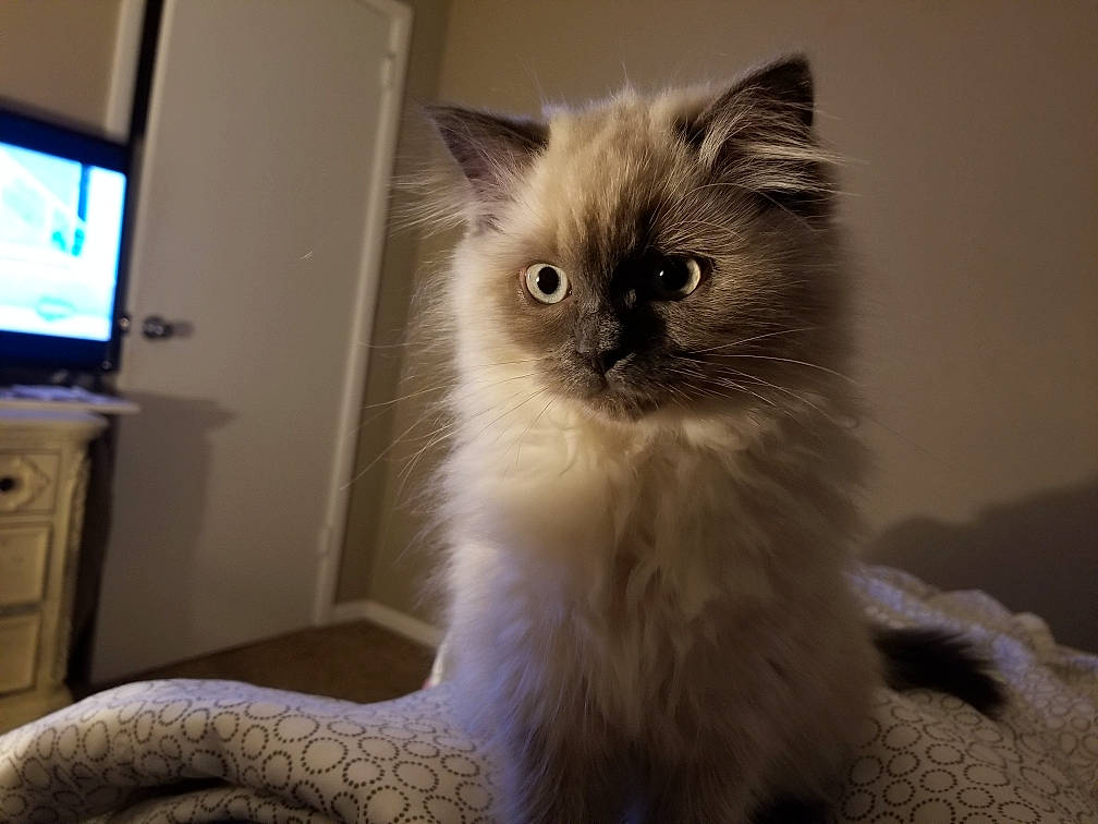 Dolly joined the competition — help win amazing prizes! asian_semi_longhair, balinese, birman, british_semi_longhair, carnivore, cat, domestic_long_haired_cat, eye, felidae, fur, himalayan, iris, kitten, mammal, ragdoll, siberian, small_to_medium_sized_cats, thai, vertebrate, whiskers