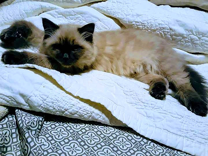 Dolly is registered to the contest to win money with this photo: asian_semi_longhair, balinese, birman, carnivore, cat, colorpoint_shorthair, domestic_long_haired_cat, fawn, felidae, fur, himalayan, mammal, nap, ragdoll, siamese, small_to_medium_sized_cats, thai, tonkinese, vertebrate, whiskers