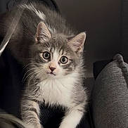 Jasper joined the competition — help win amazing prizes! kitten, cat, gray_cat, white_cat, pet, animal, feline, young_cat, curious, wide_eyes, indoor, cushion, soft_fur, whiskers, ears, close_up, looking, sitting, cute, domestic_cat