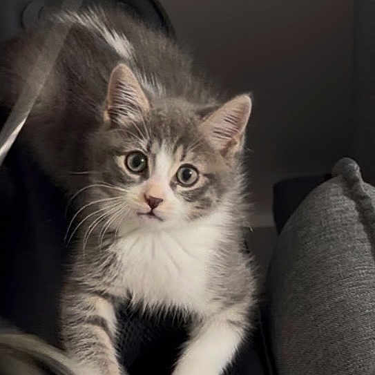 Jasper joined the competition — help win amazing prizes! kitten, cat, gray_cat, white_cat, pet, animal, feline, young_cat, curious, wide_eyes, indoor, cushion, soft_fur, whiskers, ears, close_up, looking, sitting, cute, domestic_cat