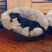 Skippy participe au concours pour gagner de l'argent avec cette photo : dog, pet_bed, fluffy, relaxed, indoor, wood_floor, furniture, resting, canine, small_dog, black_and_tan, cozy, home, comfort, sleepy, living_room, cushion, calm, laying_down, domestic_animal