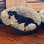 dog, pet_bed, fluffy, relaxed, indoor, wood_floor, furniture, resting, canine, small_dog, black_and_tan, cozy, home, comfort, sleepy, living_room, cushion, calm, laying_down, domestic_animal
