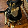 dog, black_and_tan, wooden_floor, pet, sitting, indoor, animal, canine, fur, ears, eyes, nose, paw, tail, wood_furniture, flooring, looking, cute, companion, domestic