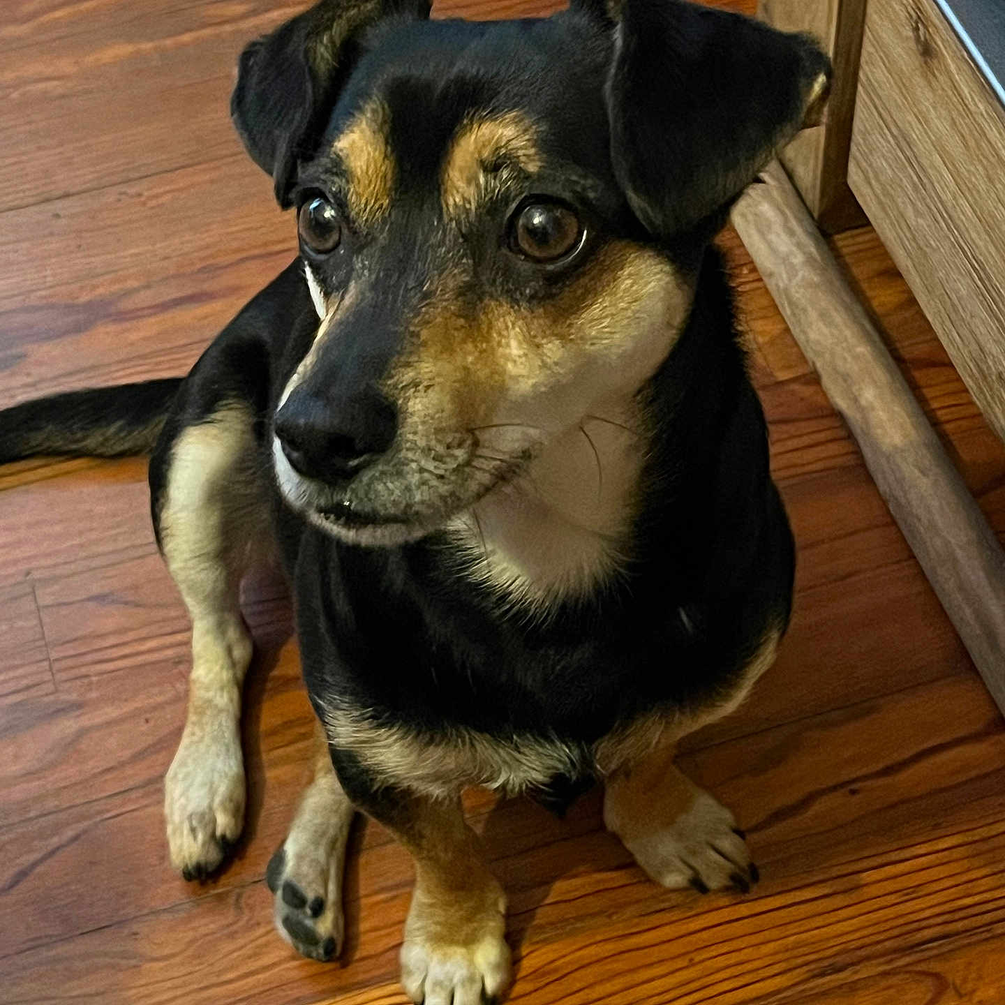 Skippy a rejoint le concours — aidez-le/la à gagner de superbes lots ! animal, black_and_tan, canine, companion, cute, dog, domestic, ears, eyes, flooring, fur, indoor, looking, nose, paw, pet, sitting, tail, wood_furniture, wooden_floor
