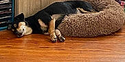 Skippy a rejoint le concours — aidez-le/la à gagner de superbes lots ! dog, sleeping, pet_bed, wooden_floor, cabinet, cds, black_dog, tan_dog, indoor, resting, cozy, furniture, home, animal, companion, relaxed, fur, paw, quiet, domestic