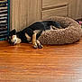 dog, sleeping, pet_bed, wooden_floor, cabinet, cds, black_dog, tan_dog, indoor, resting, cozy, furniture, home, animal, companion, relaxed, fur, paw, quiet, domestic
