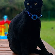 Chouchou participe au concours pour gagner de l'argent avec cette photo : animal, black_cat, blurred_background, calm, cat, close_up, collar, domestic_cat, feline, fur, greenery, nature, outdoor, pet, playground, portrait, sitting, whiskers, wooden_table, yellow_eyes
