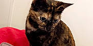 Caline a rejoint le concours — aidez-le/la à gagner de superbes lots ! cat, tortoiseshell_cat, pet, indoor, blanket, cushion, fur, feline, curious, looking_down, cozy, soft_texture, resting, animal, mammal, domestic_animal, cute, closeup, side_view, relaxed
