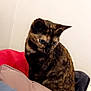 cat, tortoiseshell_cat, pet, indoor, blanket, cushion, fur, feline, curious, looking_down, cozy, soft_texture, resting, animal, mammal, domestic_animal, cute, closeup, side_view, relaxed