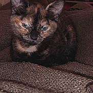 Caline participe au concours pour gagner de l'argent avec cette photo : kitten, cat, tortoiseshell, pet, animal, feline, indoor, blanket, texture, fur, ears, eyes, resting, cozy, living_room, television, blurred_background, close_up, cute, sleepy