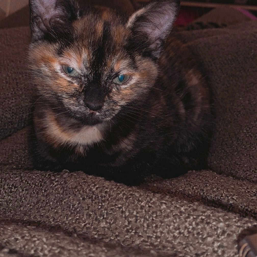 Caline participe au concours pour gagner de l'argent avec cette photo : animal, blanket, blurred_background, cat, close_up, cozy, cute, ears, eyes, feline, fur, indoor, kitten, living_room, pet, resting, sleepy, television, texture, tortoiseshell