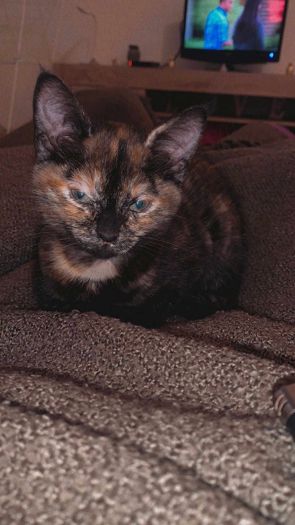 Caline participe au concours pour gagner de l'argent avec cette photo : kitten, cat, tortoiseshell, pet, animal, feline, indoor, blanket, texture, fur, ears, eyes, resting, cozy, living_room, television, blurred_background, close_up, cute, sleepy