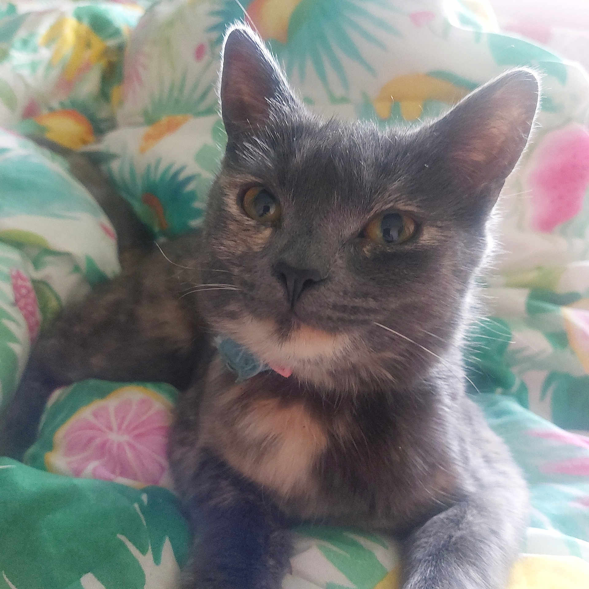 Fifi joined the competition — help win amazing prizes! cat, gray_cat, pet, feline, collar, domestic_animal, indoor, bed, blanket, colorful, patterned, closeup, whiskers, ears, eyes, fur, cute, relaxed, resting, animal