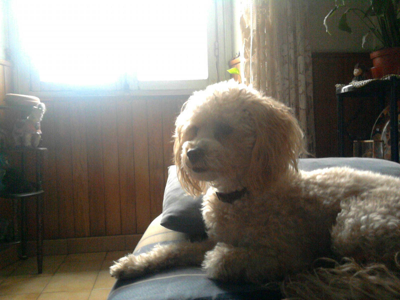 Chocolat a rejoint le concours — aidez-le/la à gagner de superbes lots ! canidae, carnivore, cockapoo, companion_dog, dog, dog_breed, goldendoodle, labradoodle, mammal, miniature_poodle, non_sporting_group, poodle, poodle_crossbreed, snout, sporting_group, standard_poodle, toy_dog, toy_poodle, vertebrate