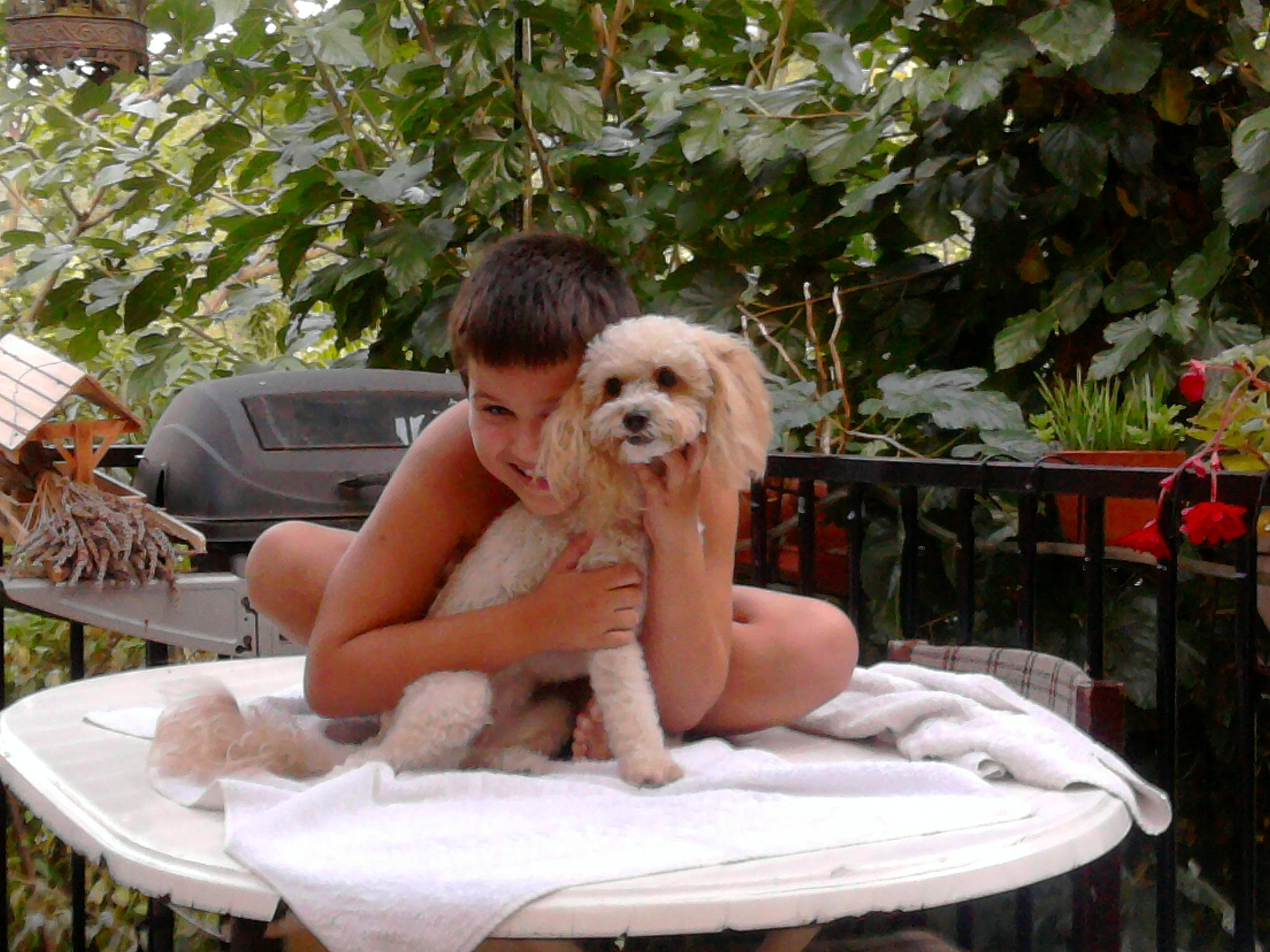 Chocolat participe au concours pour gagner de l'argent avec cette photo : canidae, carnivore, cavachon, companion_dog, dog, dog_breed, fawn, maltese, puppy, puppy_love, shih_tzu, sitting, sporting_group, toy_dog