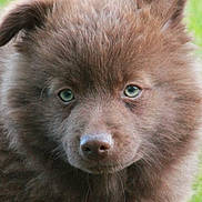 Apoutchou a rejoint le concours — aidez-le/la à gagner de superbes lots ! puppy, dog, brown_fur, green_eyes, fluffy, cute, animal, pet, outdoor, grass, portrait, young, mammal, canine, closeup, nature, friendly, fur, head, ears