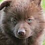 puppy, dog, brown_fur, green_eyes, fluffy, cute, animal, pet, outdoor, grass, portrait, young, mammal, canine, closeup, nature, friendly, fur, head, ears