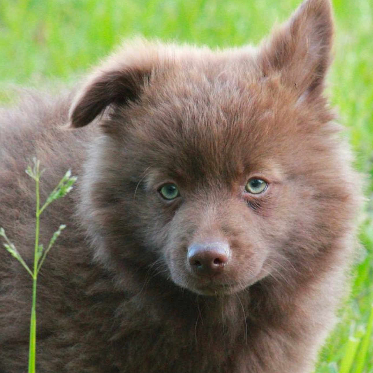 Apoutchou a rejoint le concours — aidez-le/la à gagner de superbes lots ! adorable, animal, brown_fur, canine, closeup, cute, dog, ears, fluffy, fur, grass, green_eyes, mammal, nature, nose, outdoor, pet, portrait, puppy, young_dog