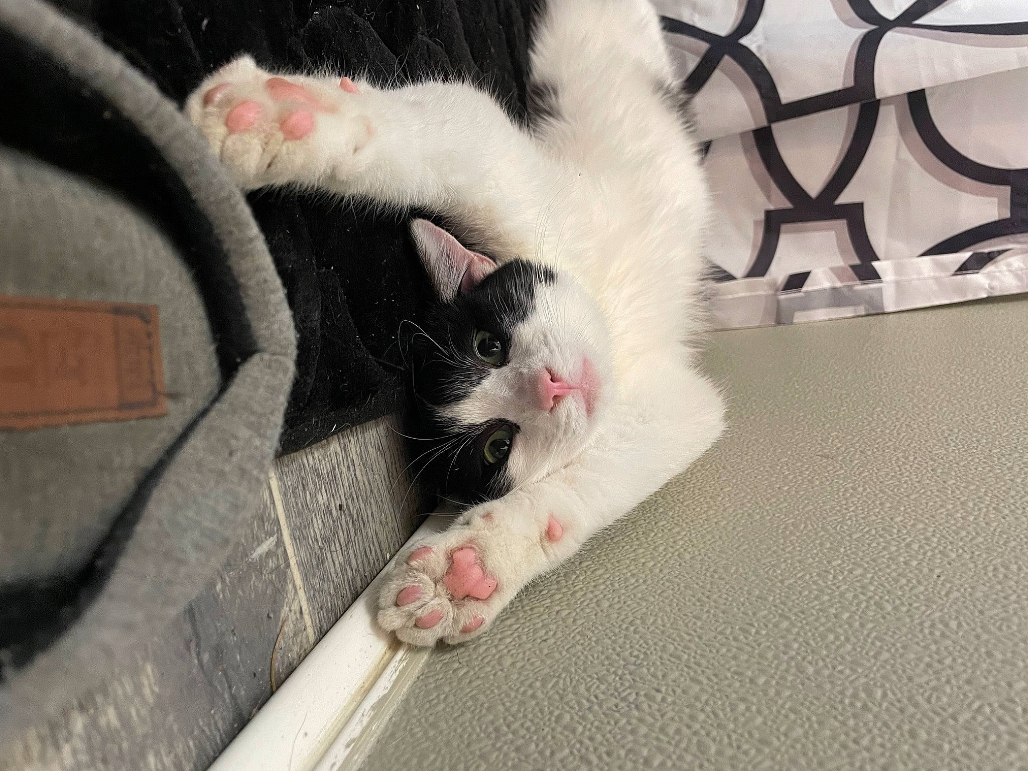Blair joined the competition — help win amazing prizes! canidae, carnivore, cat, claw, comfort, domestic_short_haired_cat, felidae, flooring, foot, fur, paw, small_to_medium_sized_cats, snout, tail, whiskers