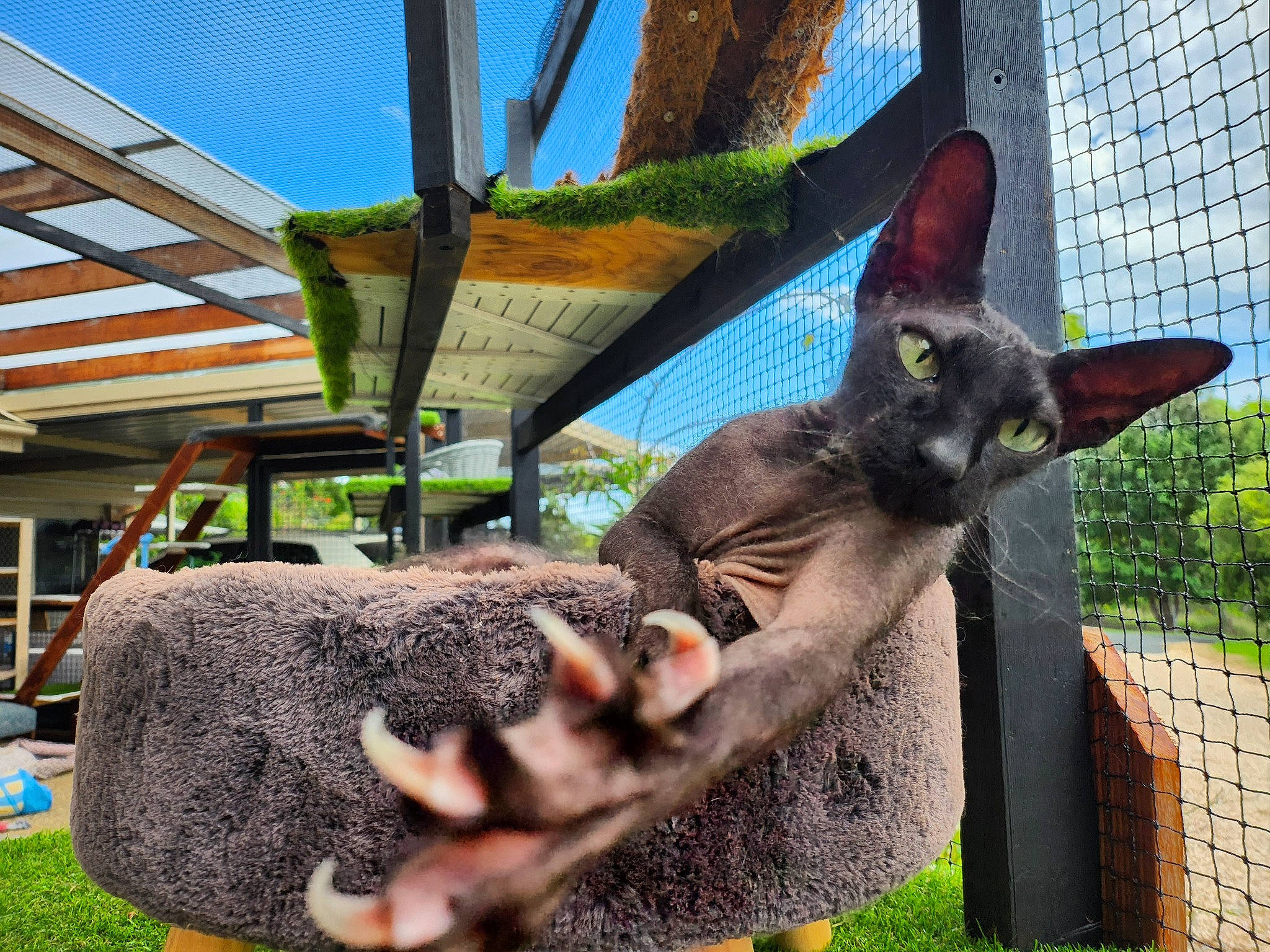 Igor is registered to the contest to win money with this photo: black_cat, carnivore, cat, domestic_short_haired_cat, fawn, felidae, fur, grass, leisure, marsupial, plant, sky, small_to_medium_sized_cats, snout, tail, tree, whiskers, wildlife, wood, working_animal