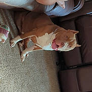 Star joined the competition — help win amazing prizes! dog, pit_bull, carpet, couch, legs, barefoot, toy, indoor, furniture, chain_collar, brown, white, pet, animal, relaxed, sitting, home, comfort, light, shadow