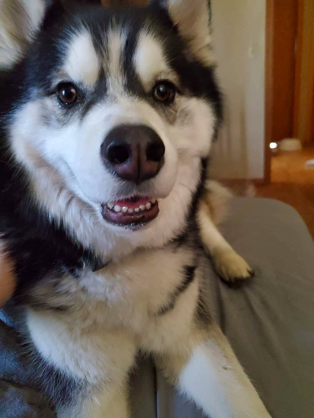 Zuma joined the competition — help win amazing prizes! ancient_dog_breeds, canidae, carnivore, companion_dog, dog, dog_breed, eye, fur, iris, non_sporting_group, sled_dog, snout, sporting_group, terrestrial_animal, whiskers, working_animal, working_dog