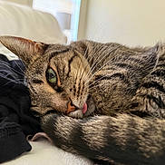 Olive joined the competition — help win amazing prizes! cat, tabby_cat, close_up, lying_down, green_eyes, tongue_out, whiskers, fur, soft_texture, indoor, relaxed, cozy, pet, animal, sleepy, resting, cute, striped, domestic_cat, bedroom