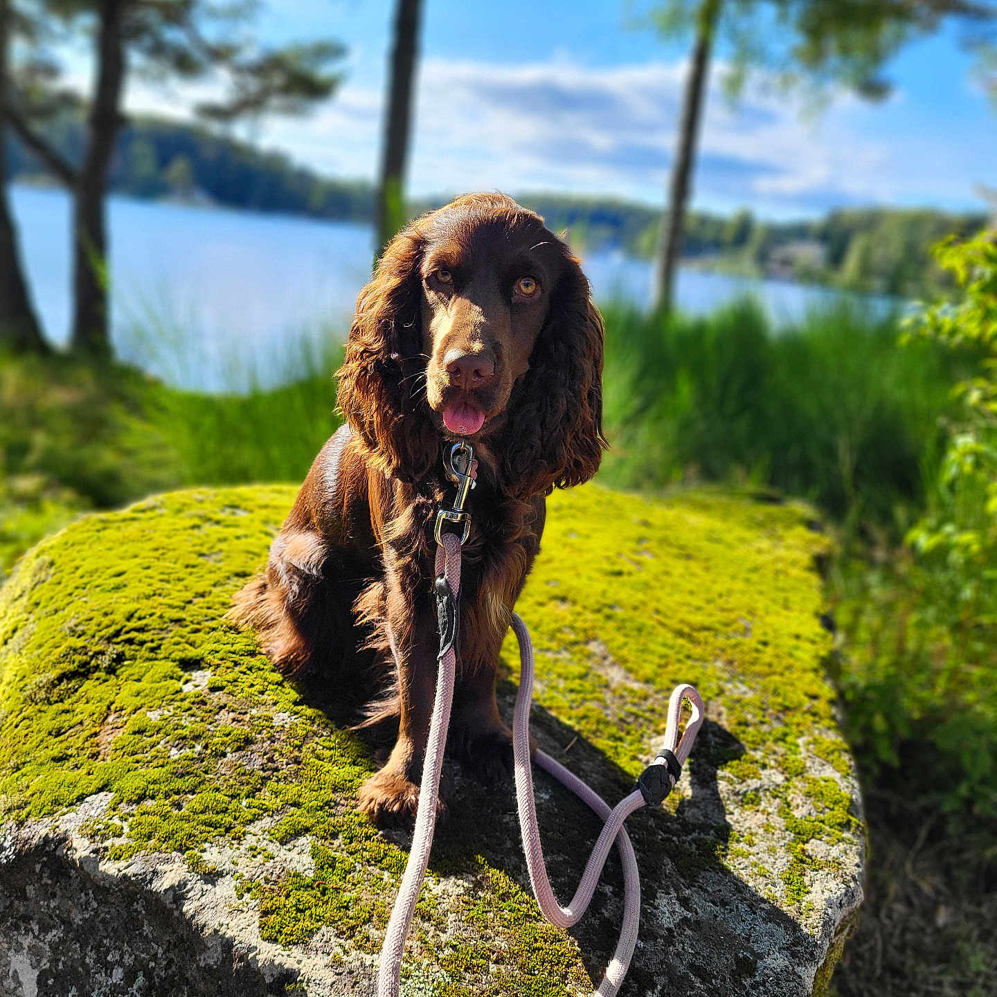 Umana participe au concours pour gagner de l'argent avec cette photo : animal, canine, cockerspaniel, dog, face, grass, head, leash, outdoors, person, pet, photography, plant, portrait, puppy, rock, stethoscope, summer, tree, vegetation