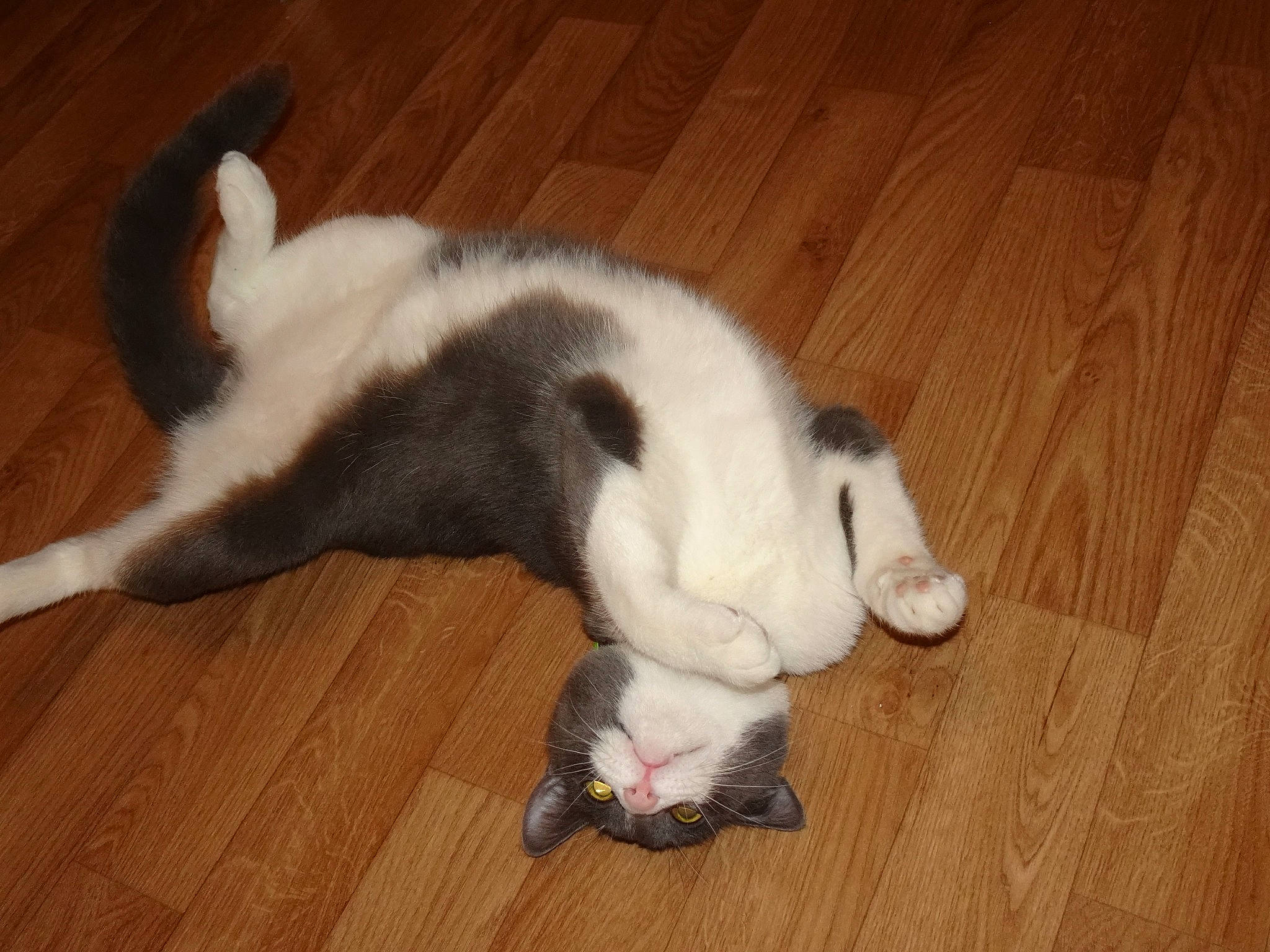 Génépi participe au concours pour gagner de l'argent avec cette photo : carnivore, cat, claw, ear, fawn, felidae, floor, flooring, fur, hardwood, kitten, polydactyl_cat, small_to_medium_sized_cats, tail, whiskers, wood