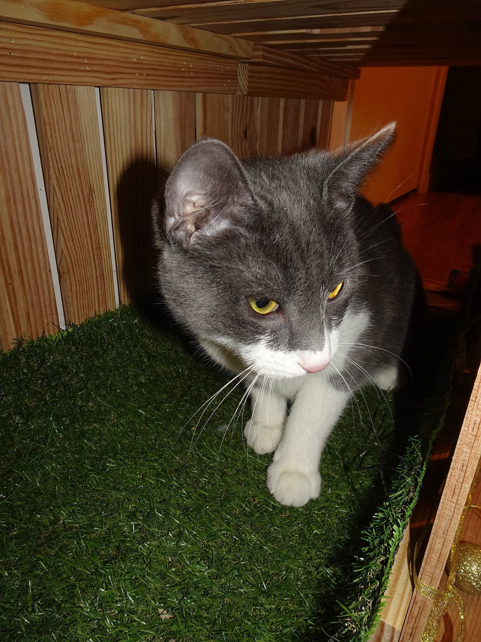 Génépi a rejoint le concours — aidez-le/la à gagner de superbes lots ! carnivore, cat, domestic_short_haired_cat, european_shorthair, felidae, grass, mammal, polydactyl_cat, small_to_medium_sized_cats, whiskers