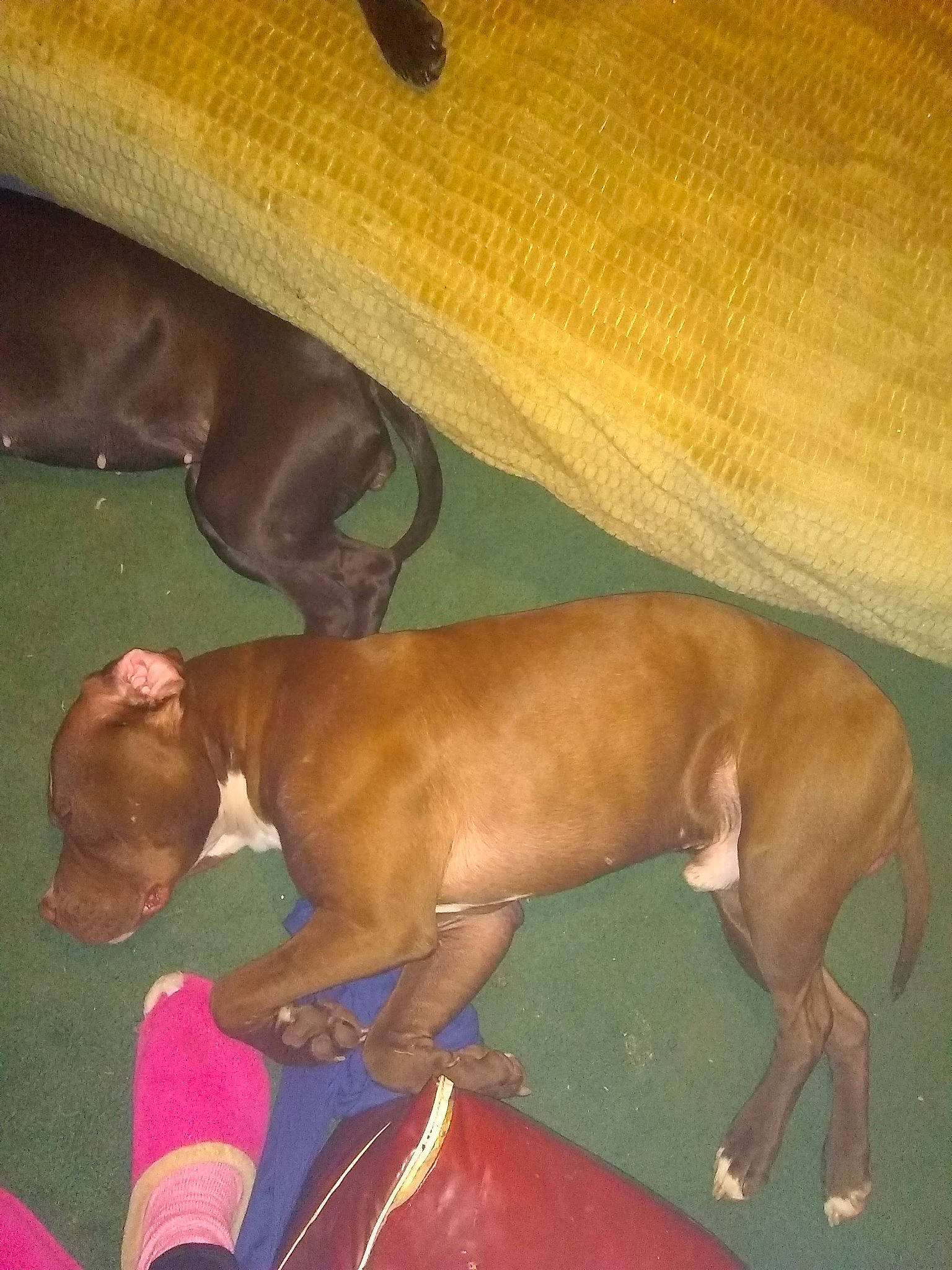 Buddyboy is registered to the contest to win money with this photo: canidae, carnivore, comfort, companion_dog, dog, dog_breed, dog_sports, dog_supply, fawn, flooring, hardwood, human_leg, liver, non_sporting_group, snout, sporting_group, tail, terrestrial_animal, working_animal, wrinkle