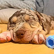 Aïko a rejoint le concours — aidez-le/la à gagner de superbes lots ! animal, blue_toy, bone_toy, close_up, cozy, cute, dog, domestic_animal, fur, indoor, nap, paw, pet, puppy, relaxation, resting, sleeping, toy, wrinkles, yellow_blanket