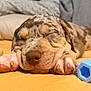 animal, blue_toy, bone_toy, close_up, cozy, cute, dog, domestic_animal, fur, indoor, nap, paw, pet, puppy, relaxation, resting, sleeping, toy, wrinkles, yellow_blanket