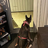 Lola is registered to the contest to win money with this photo: dog, indoor, harness, sitting, floor, door, sliding_door, porch, shadow, shelf, books, collectibles, wooden_floor, pet, animal, waiting, looking_out, home, evening, quiet