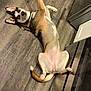 Lola is registered to the contest to win money with this photo: dog, lying_down, wooden_floor, kitchen, pet, canine, playful, looking_at_camera, domestic_animal, ears_up, flooring, appliance, cabinet, curious, indoor, mammal, fur, tail, front_leg, paw