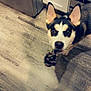 Lola is registered to the contest to win money with this photo: dog, toy, wooden_floor, kitchen, refrigerator, cabinet, ears, pet, looking_up, indoor, flooring, pajamas, footwear, playful, animal, domestic_animal, closeup, home, canine, curious